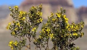 Bundle of Creosote 1/2 pound - Larrea tridentata