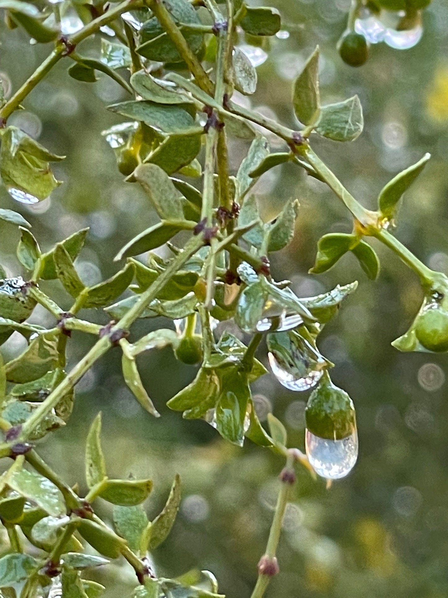 Desert Rain- Creosote & Calendula Salve