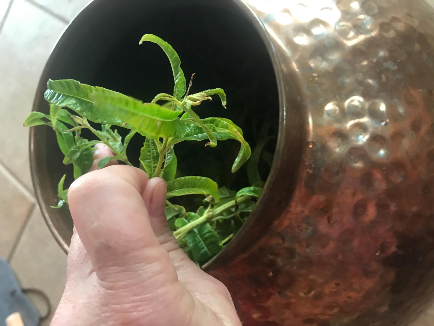 Lemon Verbena Hydrosol