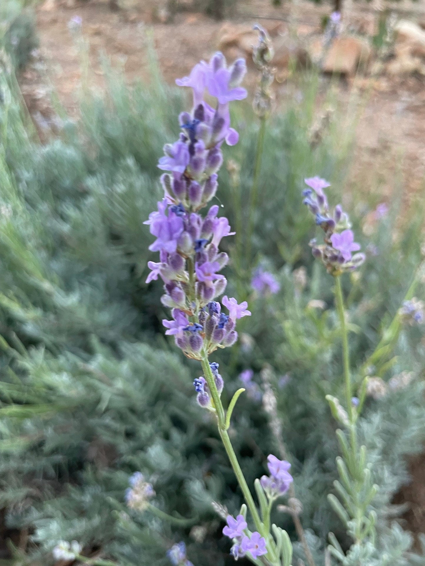 Lavender Hydrosol: Organic Aromatherapy Spritz