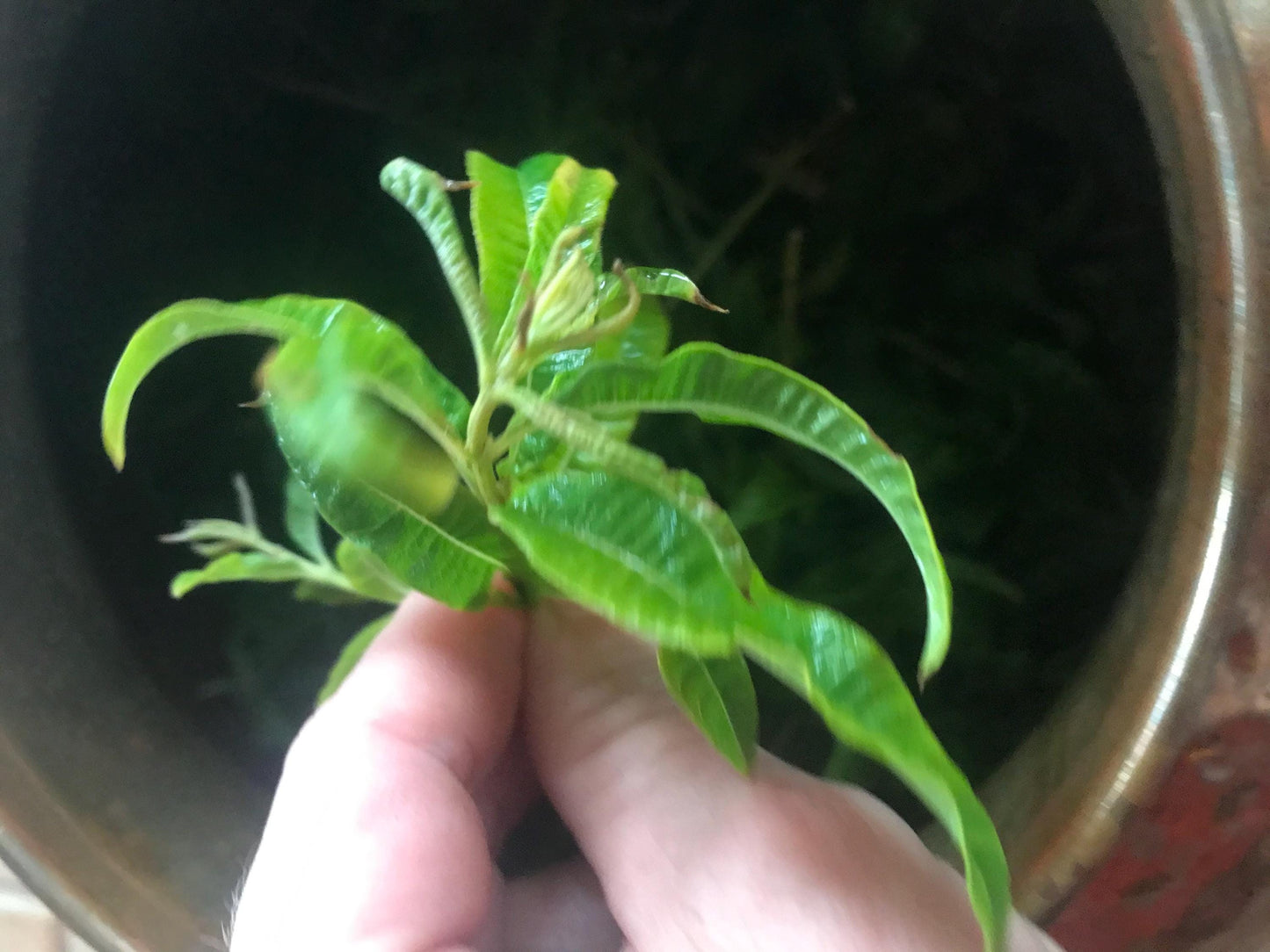 Lemon Verbena Hydrosol