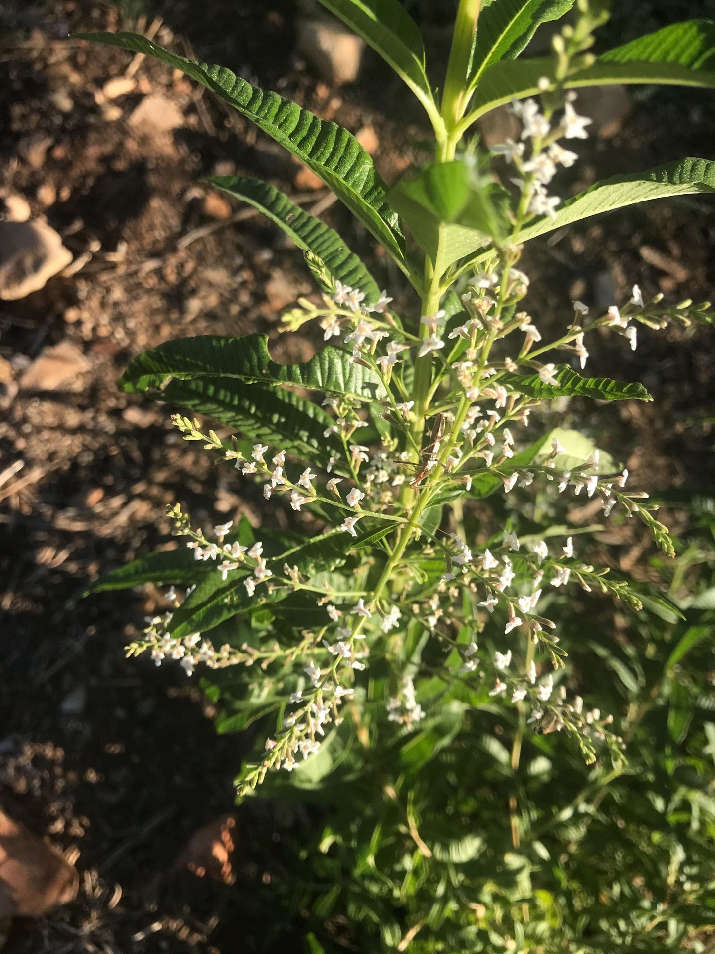 Lemon Verbena Hydrosol