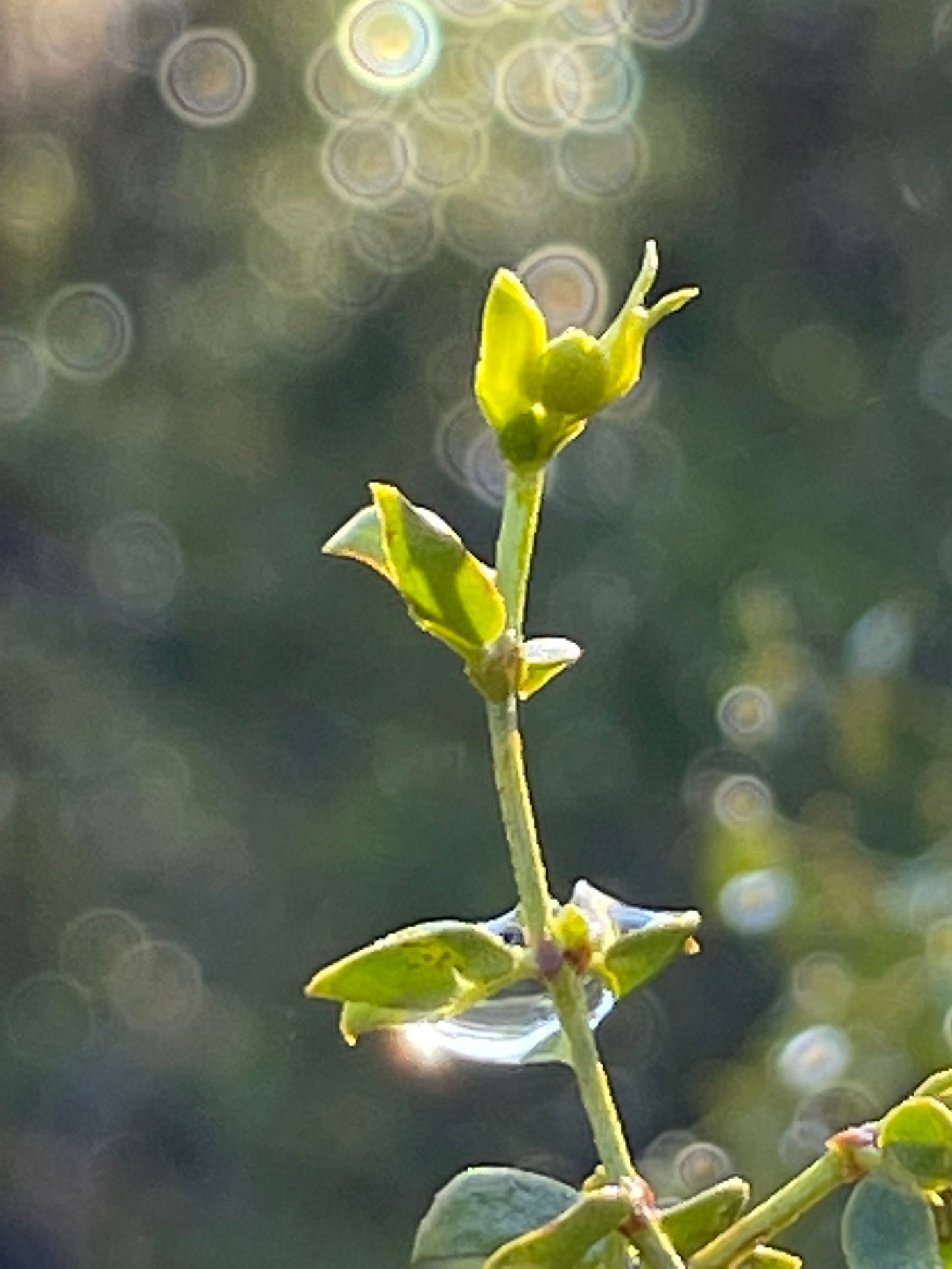 Desert Rain- Creosote & Calendula Salve