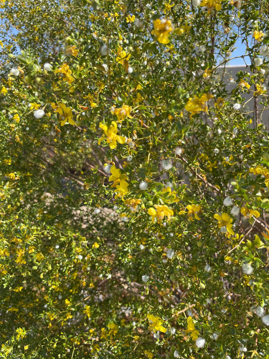 Bundle of Creosote 1/2 pound - Larrea tridentata