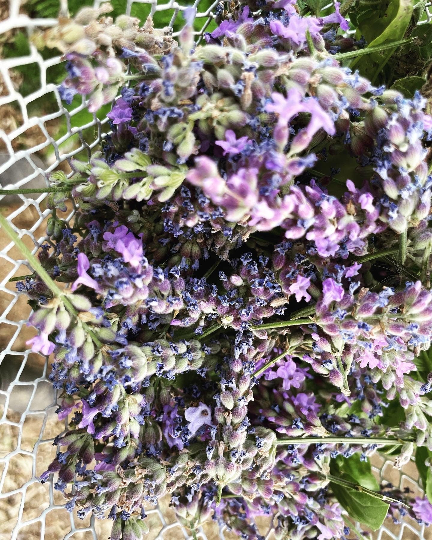 Lavender Hydrosol: Organic Aromatherapy Spritz