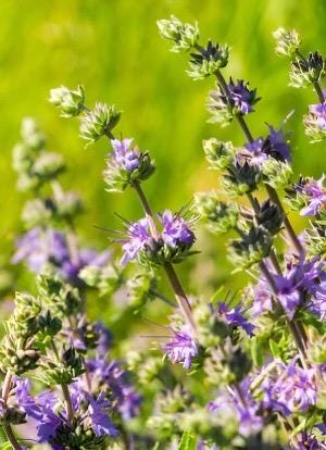 Salvia Clevelandii Hydrosol
