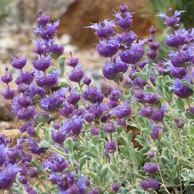 Salvia Clevelandii Hydrosol