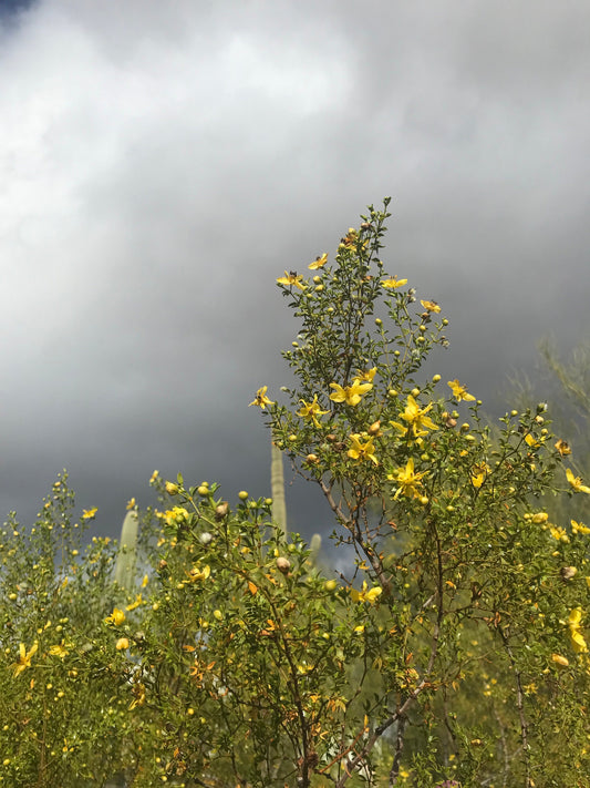 Fresh Creosote (Larrea tridentata)