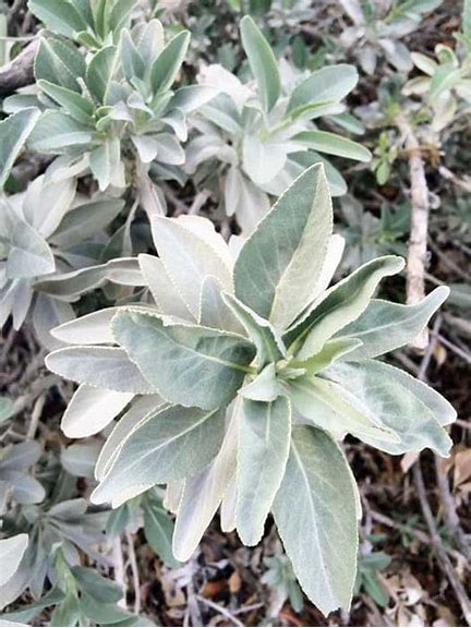 White Sage fresh cut (Salvia apiana)