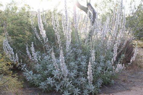 White Sage fresh cut (Salvia apiana)