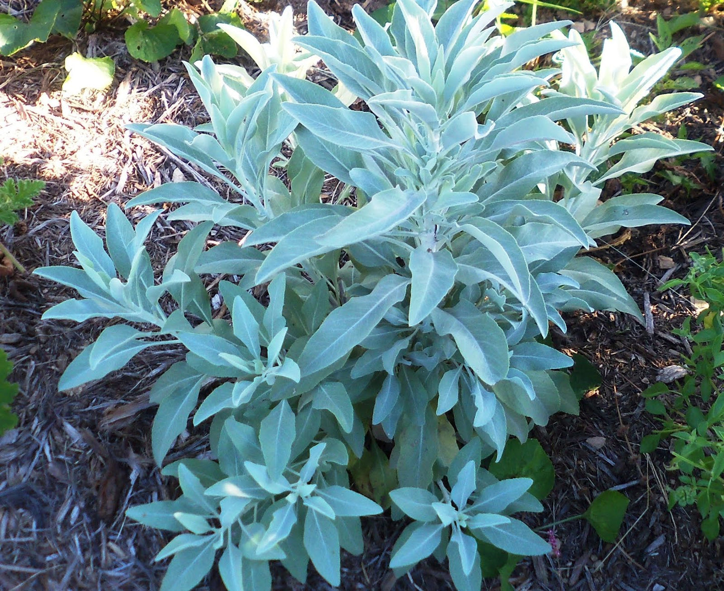 White Sage fresh cut (Salvia apiana)