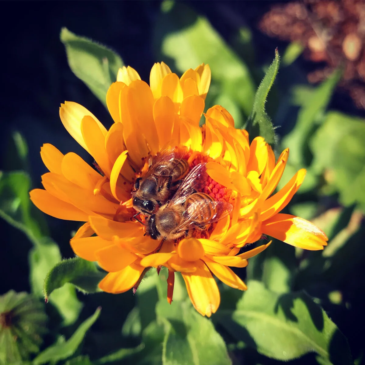 Bees Botanical Maven