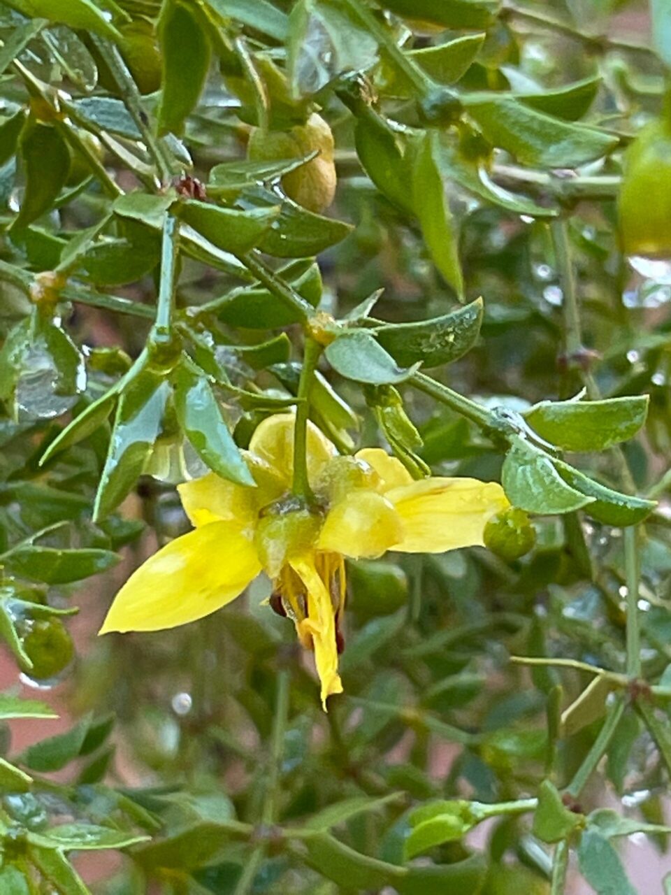 Creosote Flower scaled